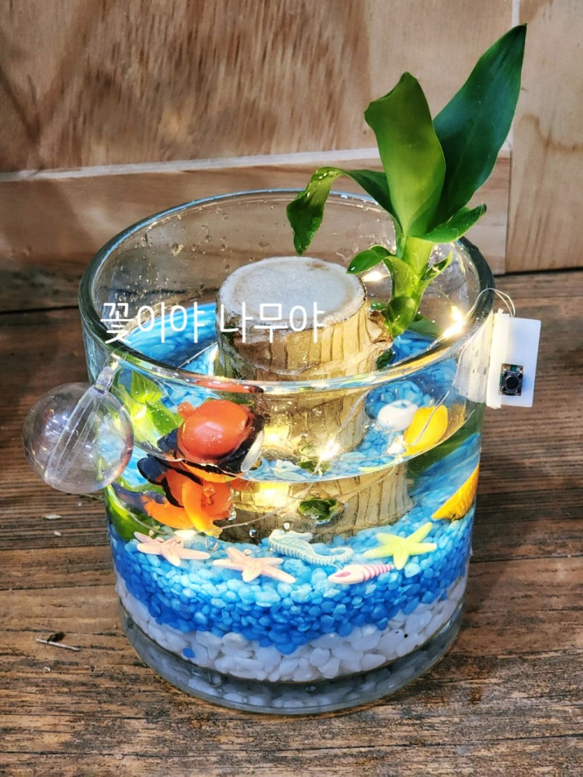 행운목 수경재배 · 사진 1