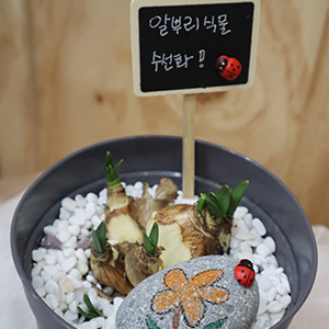 알뿌리 식물심기 대표 이미지