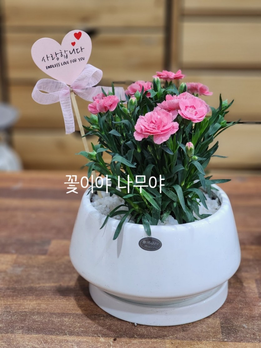카네이션식물심기 · 사진 1